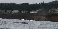 PICTURES/Whale Watching - Depoe Bay/t_DSC01448.JPG